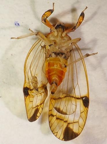 Hesticus sp.